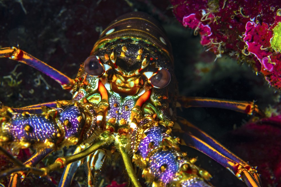 Procure Swiss Magazin Article Le complexe du homard