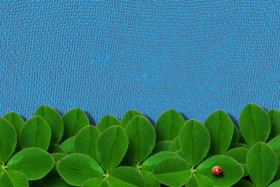 Trèfles avec une coccinelle
