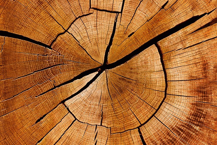 Symbolbild, Baumstumpft von oben Fotografiert, Magazin Artikel Rohstoff- und Währungstrends