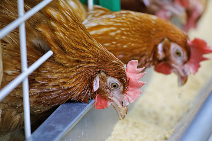 Procure Swiss Magazin Artikel Schöne neue Arbeitswelt